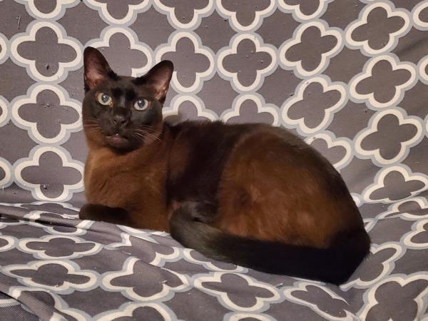 /Images/uploads/The Murphee and Sugar Angel Foundation/murpheeandsugar-pet-photo-contest-fundraiser/entries/27771thumb.jpg